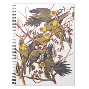 Caderno Espiral Parakeet de Carolina de Audubon