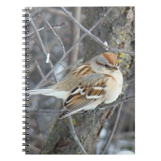 Caderno Espiral Pardal Comum B24 (Frente)