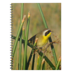 Caderno Espiral Pardal-de-cabeça-preta
