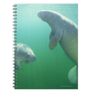 Caderno Espiral Pares de peixes-boi de florida que nadam