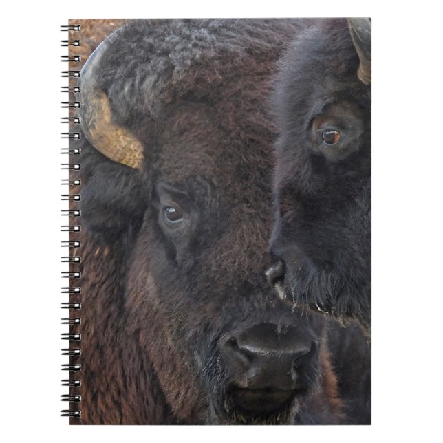 Caderno Espiral Pares ligados Bull do bisonte americano e vaca (Frente)