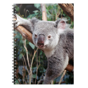Caderno Espiral Parque de Vida Selvagem Featherdale, Ursos Koalás