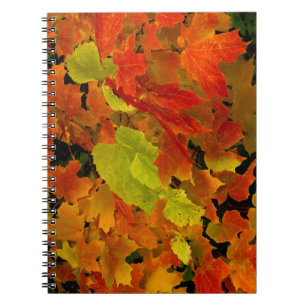 Caderno Espiral Parque Estadual de Itasca, Cores de Outono