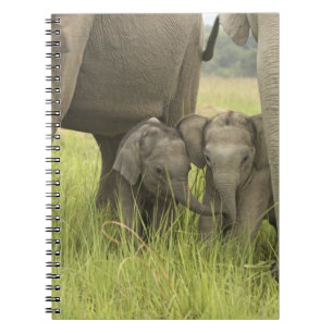 Caderno Espiral Parque Nacional Corbett, Uttaranchal, Índia.