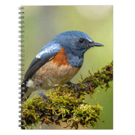 Caderno Espiral Passarinho azul