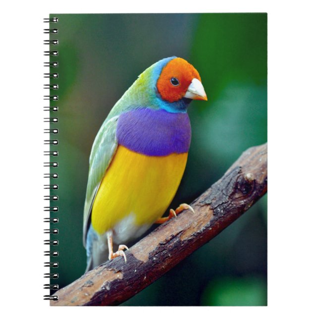 Caderno Espiral Passarinho gouldian colorido (Frente)