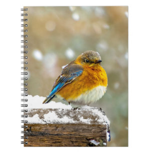 Caderno Espiral Pássaro-azul-do-leste na Neve - Fotografia Origina
