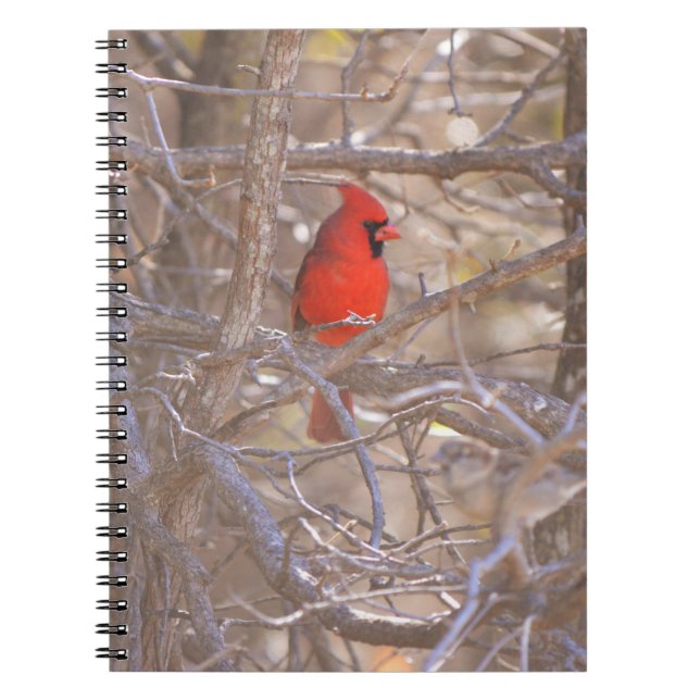 Caderno Espiral Pássaro Cardeal Vermelho no Diário de Notebook em  (Frente)