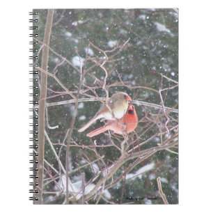 Caderno Espiral Pássaro Cardinal Vermelho