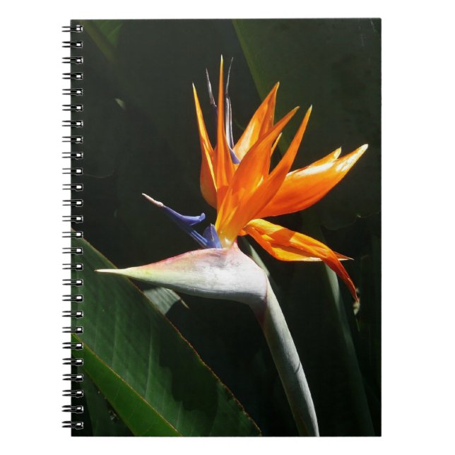 Caderno Espiral Pássaro da Flor Tropical Laranja do Paraíso (Frente)
