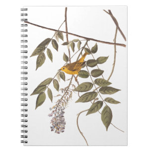 Caderno Espiral Pássaro de Audubon Amarelo-Azul na Wisteria