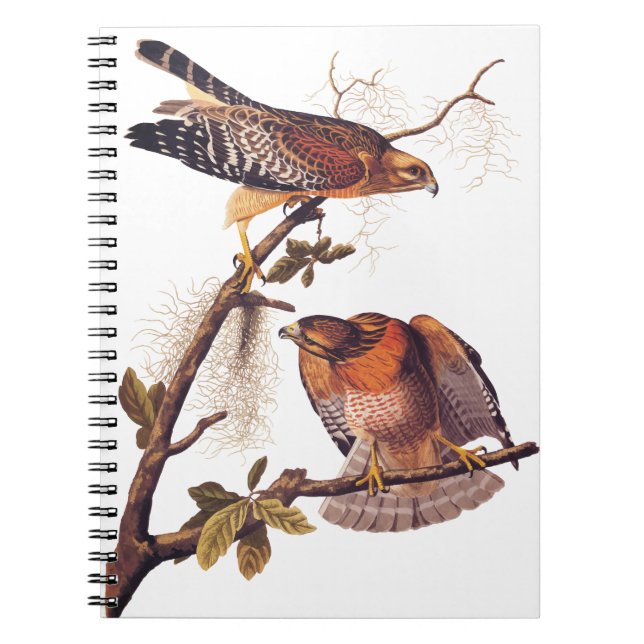 Caderno Espiral Pássaro de Preia ruivo Hawk Audubon (Frente)