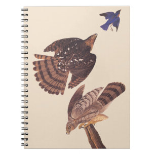 Caderno Espiral Pássaro do falcão dos tanoeiros de Audubon de