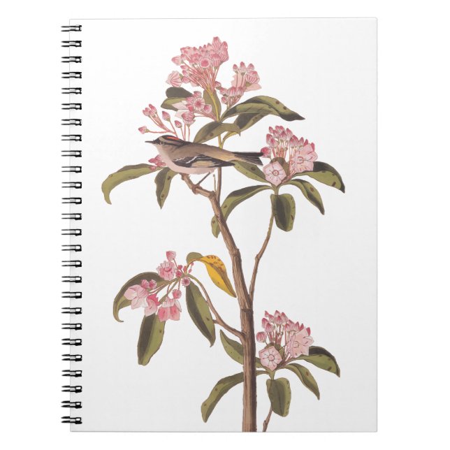 Caderno Espiral Pássaro-do-rei Cuvier de Audubon em Calico Rosa (Frente)