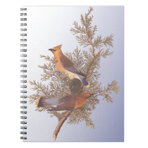 Caderno Espiral Pássaro do Waxwing de cedro de Audubon no zimbro