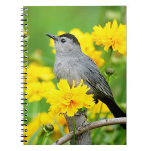 Caderno Espiral Pássaro-gato-cinzento em cerca de madeira
