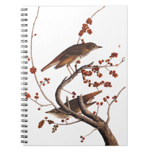 Caderno Espiral Pássaro Hermit Thrush Audubon com Berries Vermelho