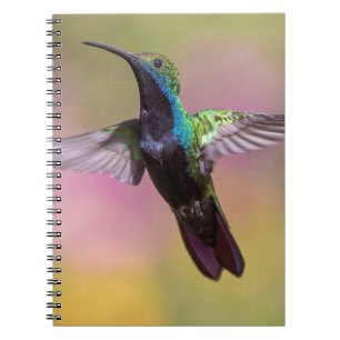 Caderno Espiral Pássaro Humming