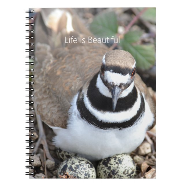 Caderno Espiral Pássaro Killdeer com Ovos (minha fotografia) (Frente)