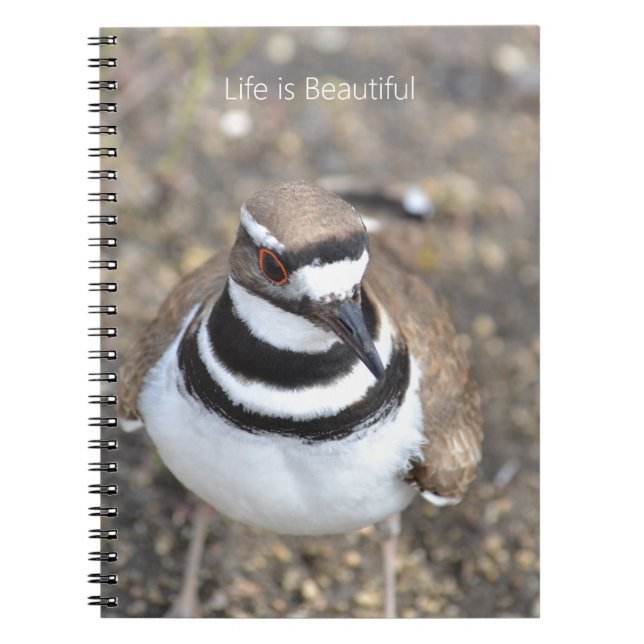 Caderno Espiral Pássaro Killdeer (minha fotografia) (Frente)