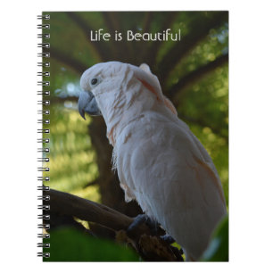 Caderno Espiral Pássaro na Árvore Kauai (minha fotografia)