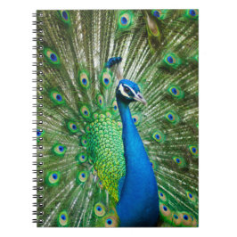 Caderno Espiral Pássaro Peacock Colorido