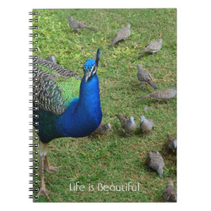 Caderno Espiral Pássaros Pavão Kauai (minha fotografia)
