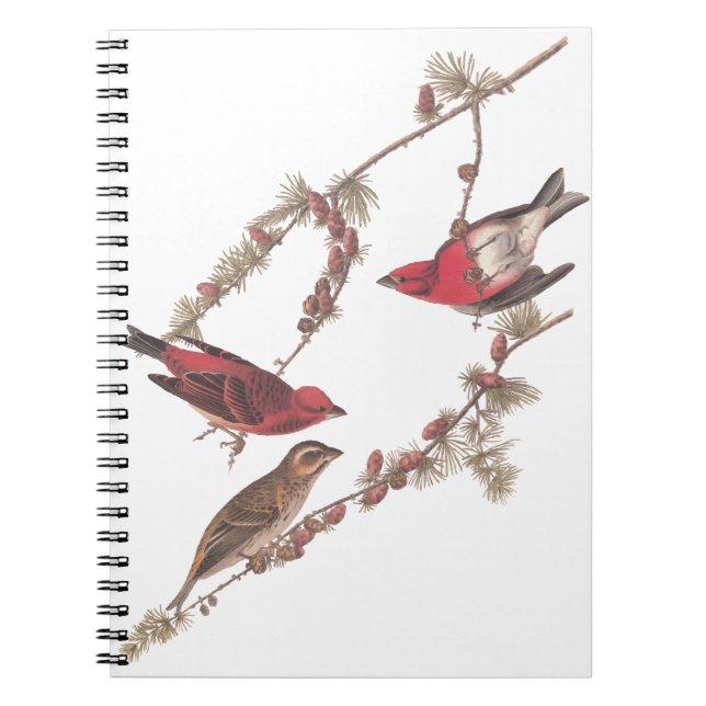 Caderno Espiral Pássaros Roxos de Audubon em Árvore Conífera (Frente)
