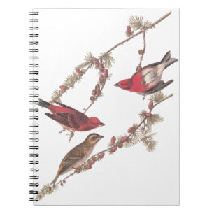 Caderno Espiral Pássaros vermelhos do passarinho roxo de Audubon
