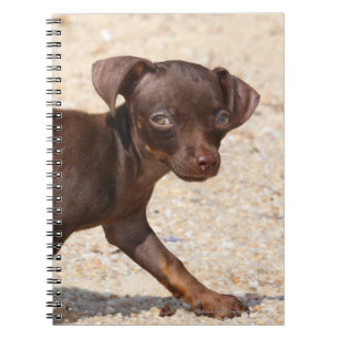 Caderno Espiral Passeio do filhote de cachorro da chihuahua