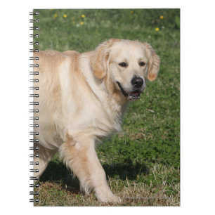 Caderno Espiral Passeio do golden retriever