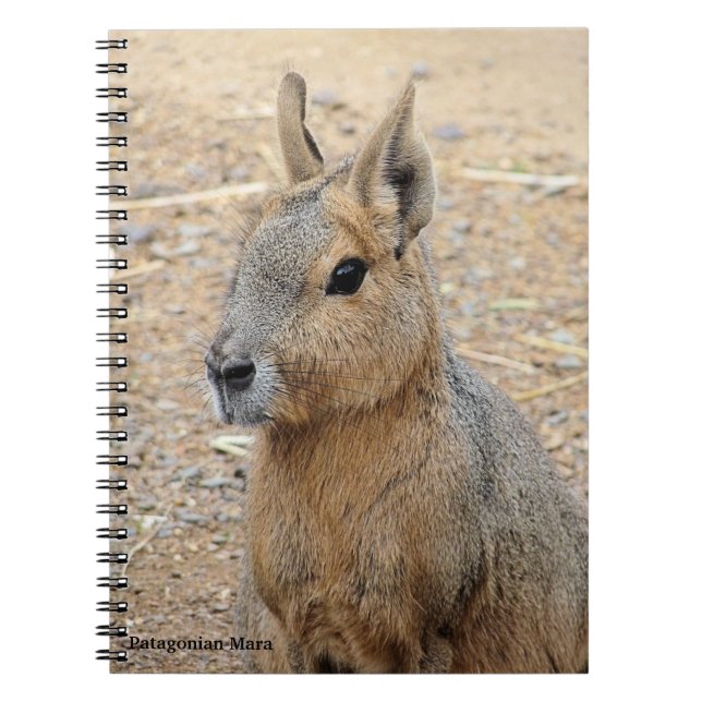 CADERNO ESPIRAL PATAGONIAN MARA (Frente)