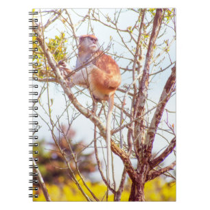 Caderno Espiral Patas é uma árvore