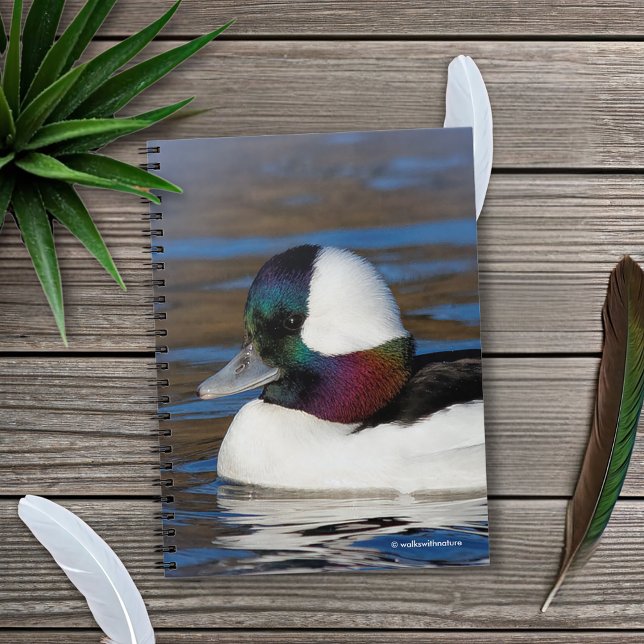 Caderno Espiral Pato de cabeça-de-bico bonito no Pond de inverno (Handsome Bufflehead Duck in the Pond Journal Cover Photo)