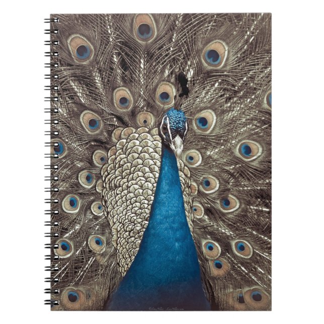 Caderno Espiral Pavão Azul Antigo (Frente)