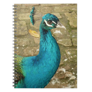 Caderno Espiral Pavão Belo Pássaro Azul Fotografia