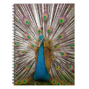 Caderno Espiral Pavão calmo