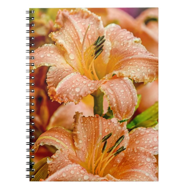 Caderno Espiral Peach Daylily (Frente)
