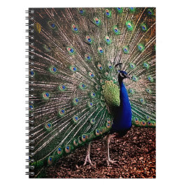 Caderno Espiral Peacock