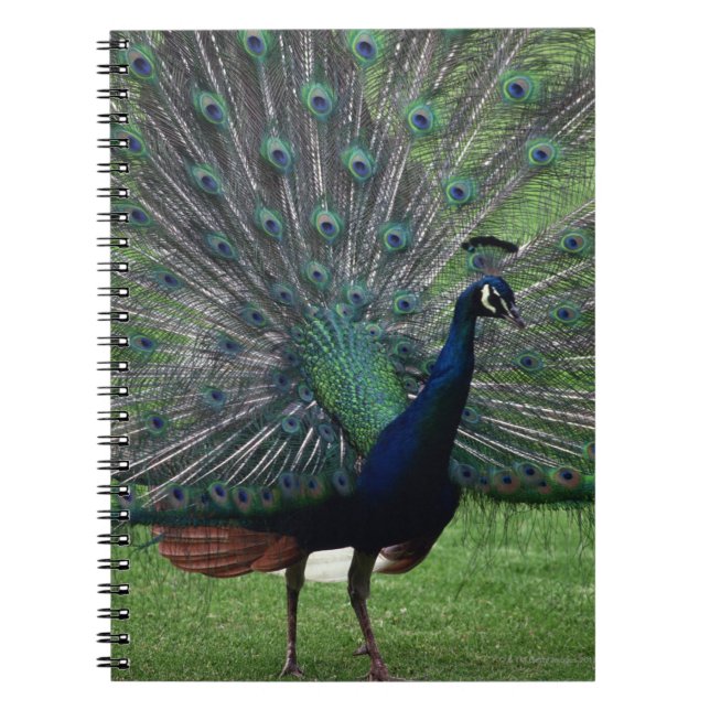 Caderno Espiral Peacock (Frente)