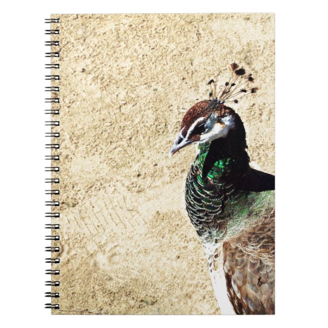 Caderno Espiral Peacock (Frente)