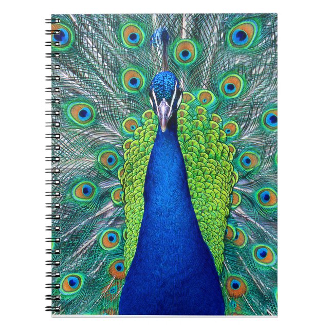 Caderno Espiral Peacock#1 (Frente)