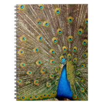 Peacock Pattern Peacock Trabalho de arte Painting 
