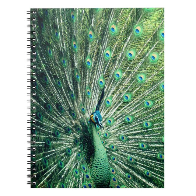 Caderno Espiral Peacock Strut (Frente)