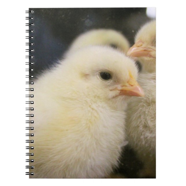 Caderno Espiral Peeps (Frente)
