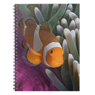 Caderno Espiral Peixe de Anêmona do Palhaço Ocidental