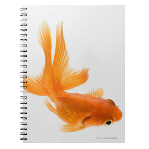 Caderno Espiral Peixe-espada (Carassius auratus) 2