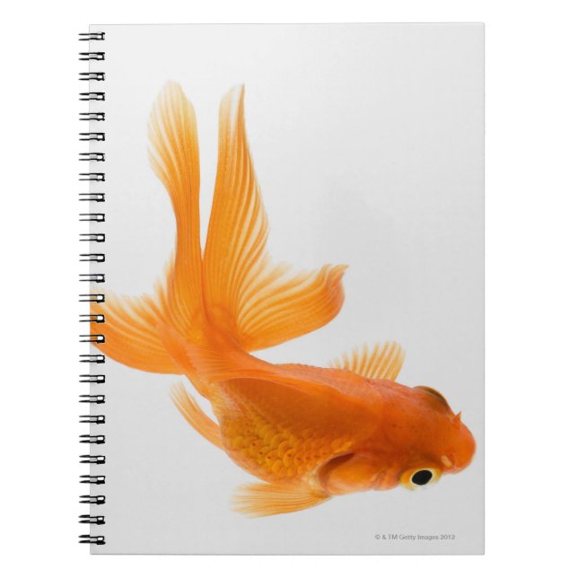 Caderno Espiral Peixe-espada (Carassius auratus) 2 (Frente)