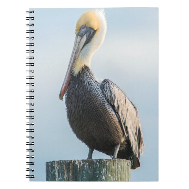 Caderno Espiral Pelican empolgado com pilão (Frente)