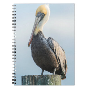 Caderno Espiral Pelicano empoleirado no pilone